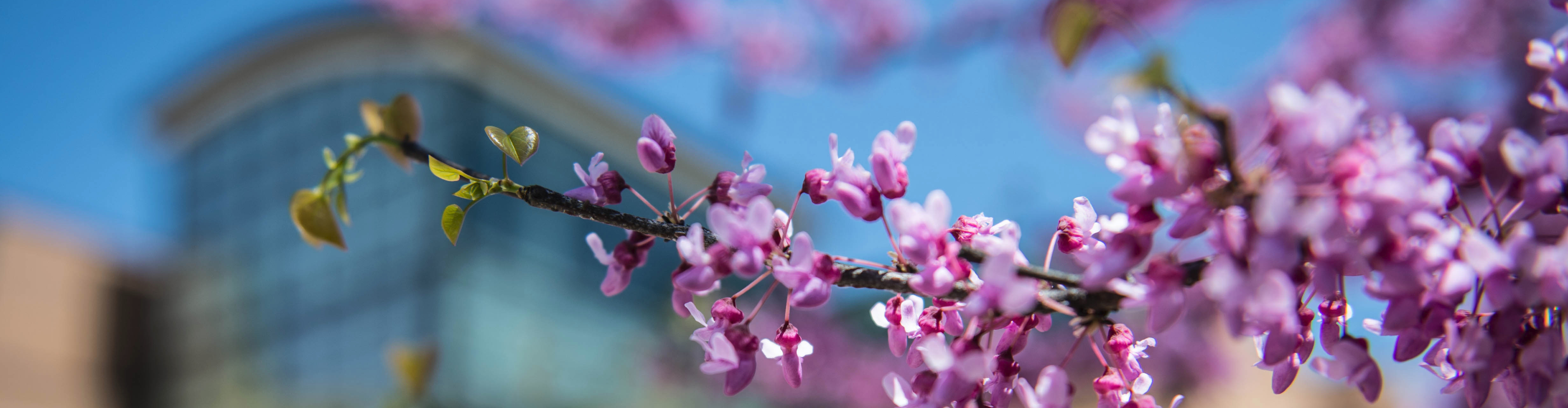University Spring Scenics Banner
